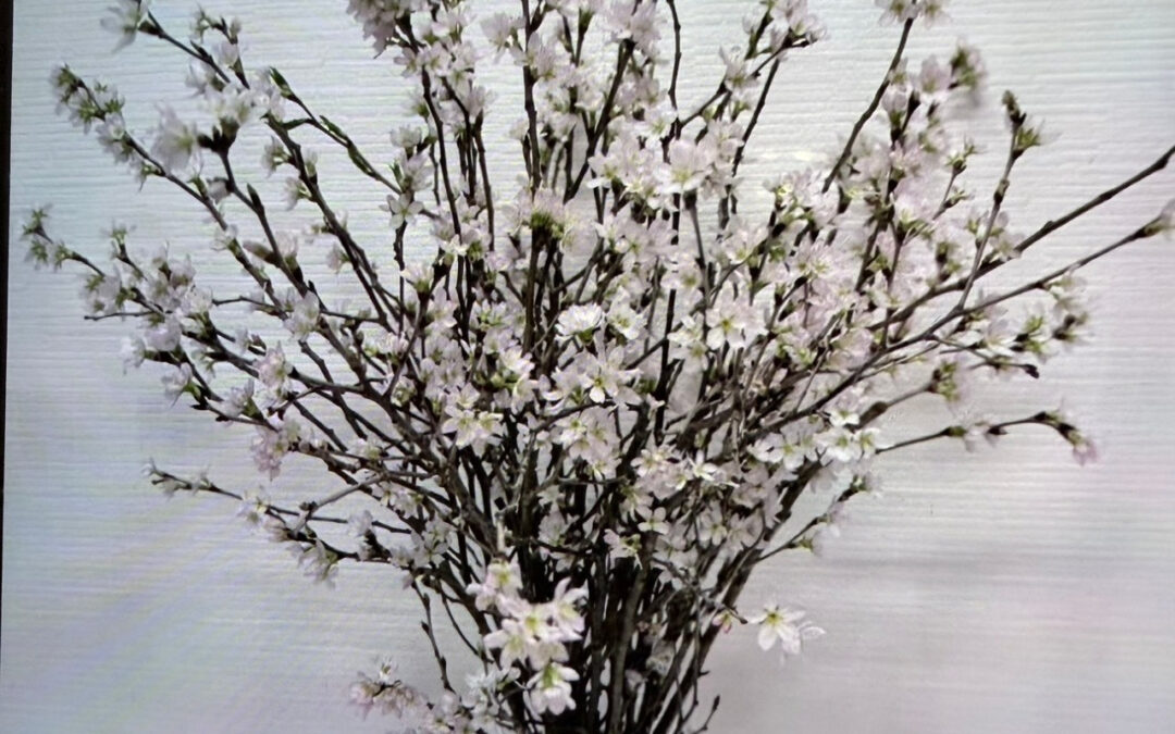 患者さんからいただいた桜が、美しく咲きました！